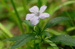 Carolina wild petunia